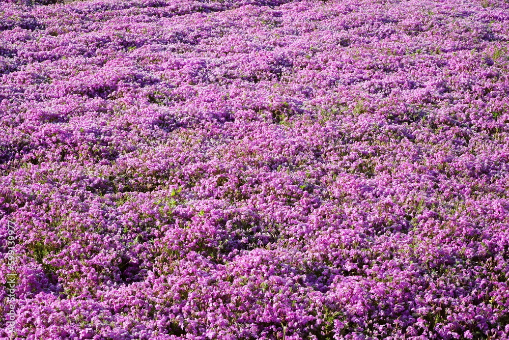 Naklejka premium It’s spring now so the flowers should bloom soon