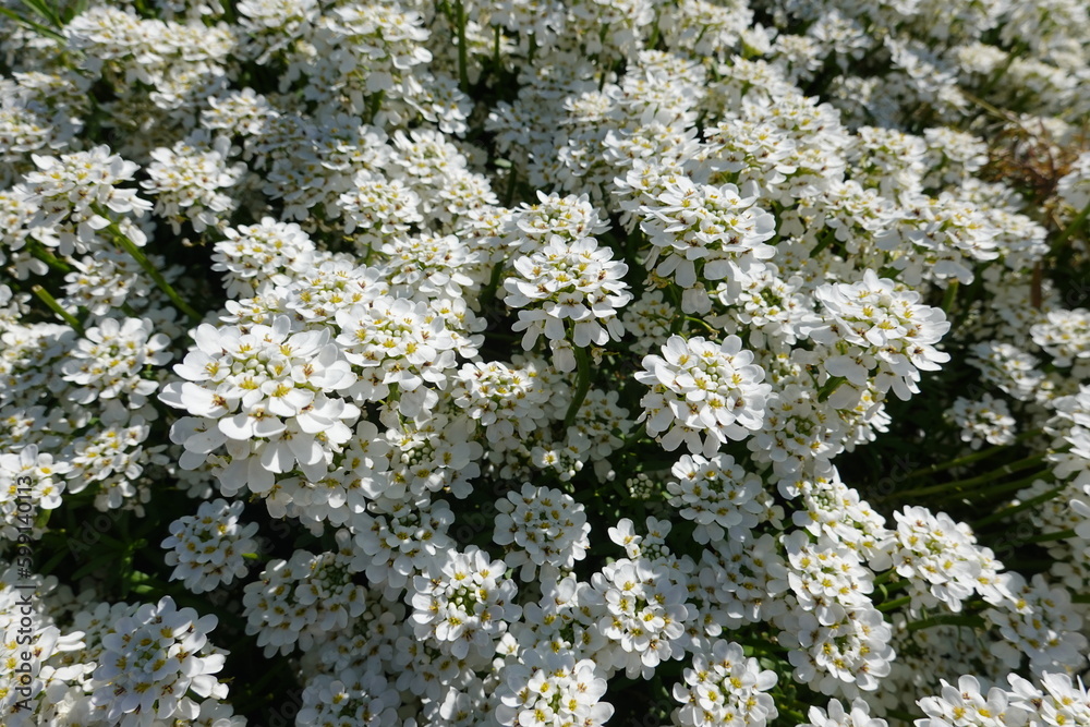Closeup Iberis sempervirens (Evergreen Candytuft). Closeup Iberis sempervirens (Evergreen Candytuft).