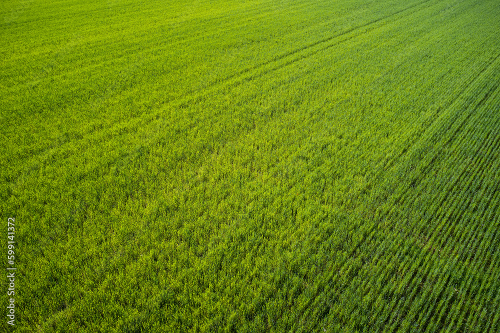 Grass meadows top view. Aerial view of a grass plantation. Plantation green grass top view. Grass meadows top view. Aerial view of a grass plantation. Plantation green grass top view.