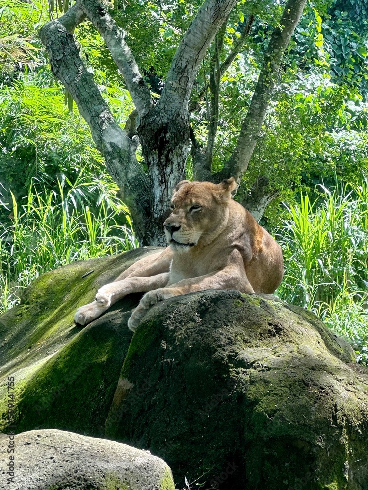 Singa Betina or Female Lion resting and relaxing