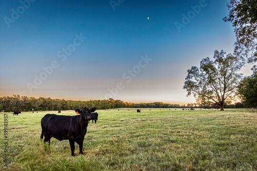 Fototapeta Naklejka Na Ścianę i Meble -  Cattle in twilight pasture with rising moon
