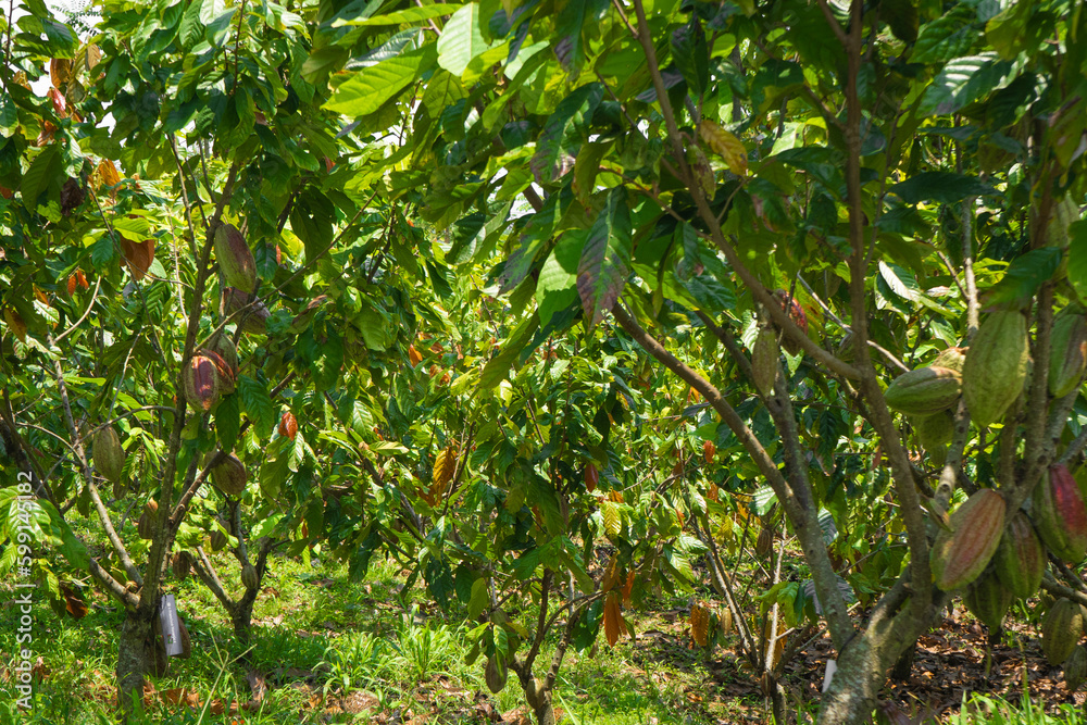 Theobroma cacao L. is the scientific name given to the cacao tree or cacao tree Theobroma cacao L. is the scientific name given to the cacao tree or cacao tree