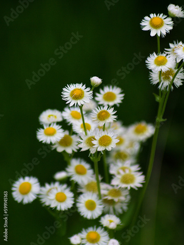 daisies in a field