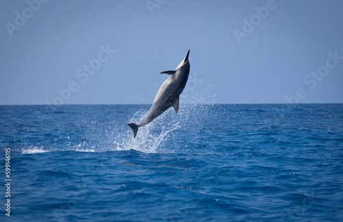 Spinner dolphin jumping completely out of ocean, Kona, Hawaii