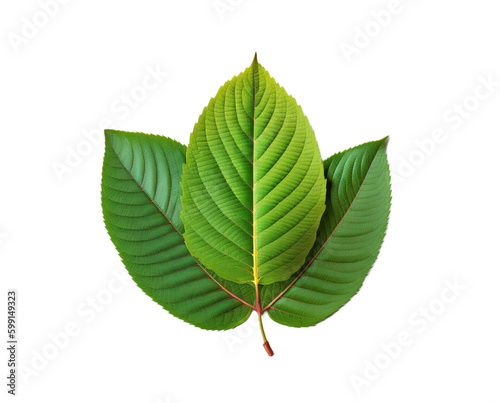 kratom mitragyna speciosa green leaf isolated on transparent background. PNG 