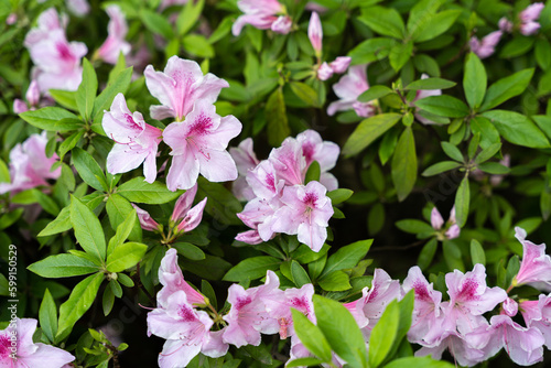 Azalea Flower