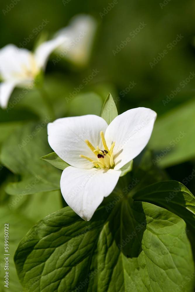 Close-Up; Spring ephemerals (Trillium camschatcense, オオバナノエンレイソウ) swaying in the spring breeze in the wildflower garden at Midorigaoka Park, Obihiro City, Japan Close-Up; Spring ephemerals (Trillium camschatcense, オオバナノエンレイソウ) swaying in the spring breeze in the wildflower garden at Midorigaoka Park, Obihiro City, Japan