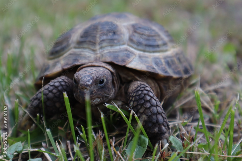 Domestic turtle crawls on the green grass. Exotic pets. Close-up. Selective focus. Copyspace Domestic turtle crawls on the green grass. Exotic pets. Close-up. Selective focus. Copyspace