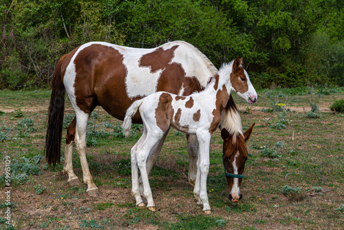 Beautiful foal with his mother, mare, both white with brown spots.