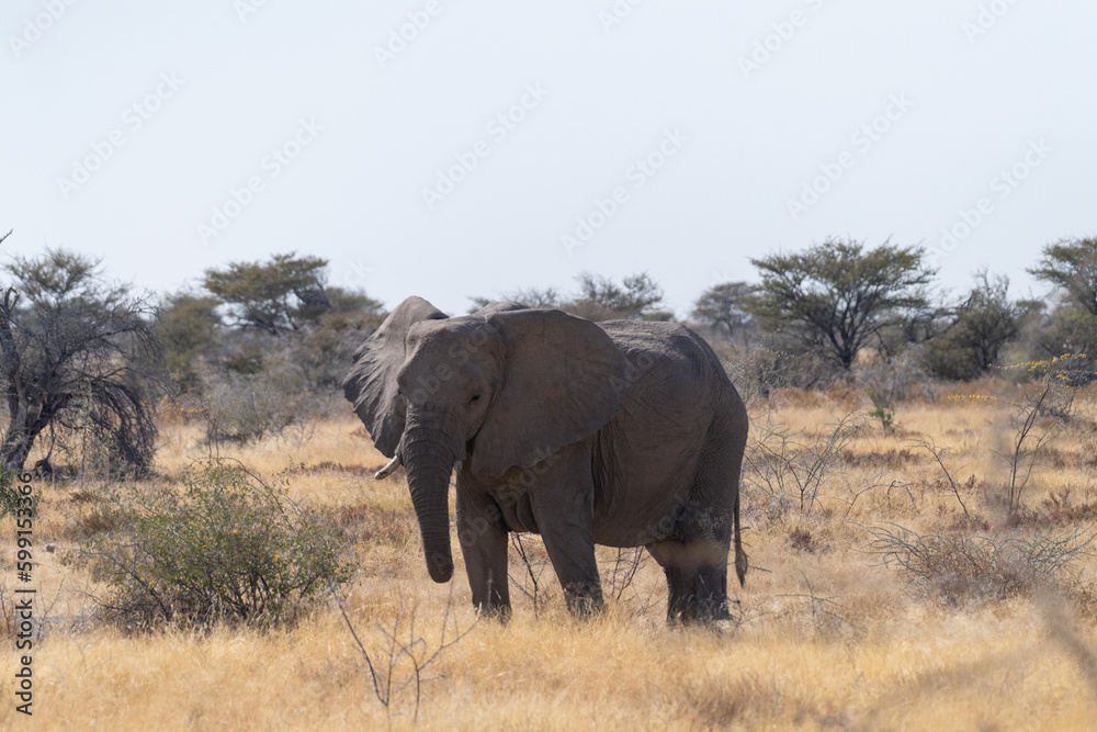 Telephoto shot of one giant African Elephant -Loxodonta Africana- grazing on the plains of Etosha National Park, Namibia.