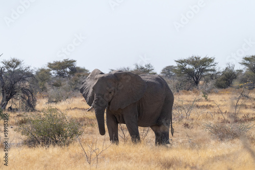 Telephoto shot of one giant African Elephant -Loxodonta Africana- grazing on the plains of Etosha National Park, Namibia. © Goldilock Project