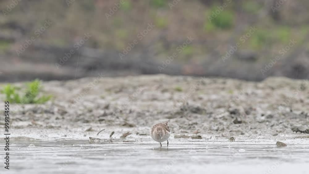 Under rainstorm, the ruff at hunt (Calidris pugnax) Under rainstorm, the ruff at hunt (Calidris pugnax)