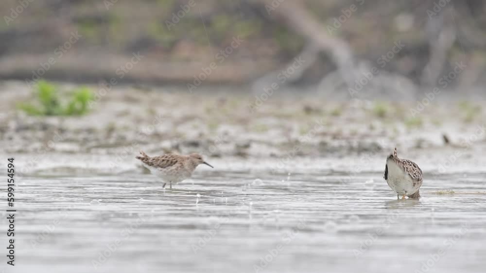 Two ruffs under rainstorm (Calidris pugnax) Two ruffs under rainstorm (Calidris pugnax)
