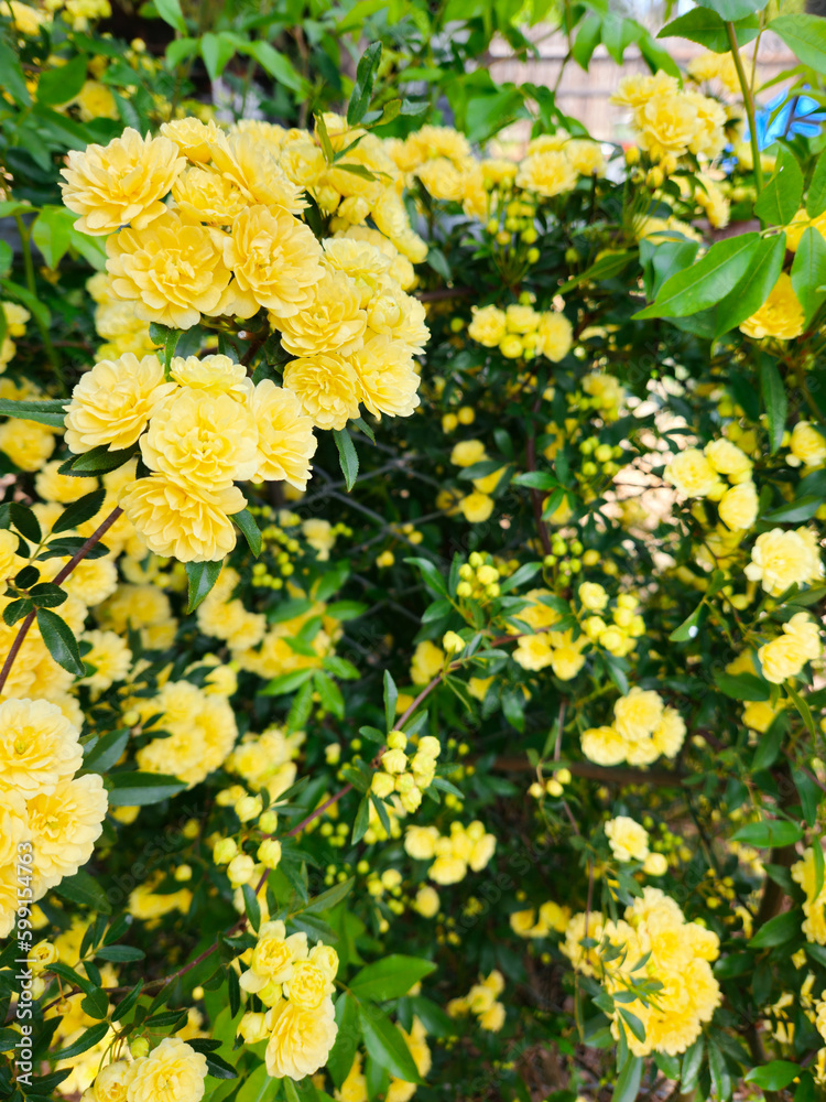 Clusters of Yellow Flowers in Spring Clusters of Yellow Flowers in Spring