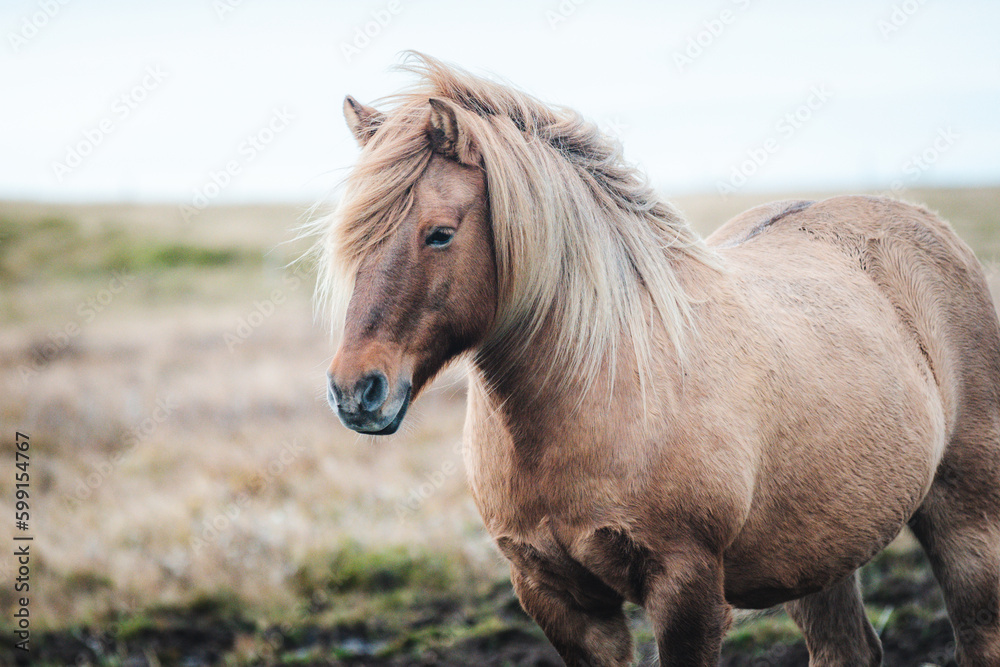 Obraz premium The Icelandic horse is a breed of horse developed in Iceland.