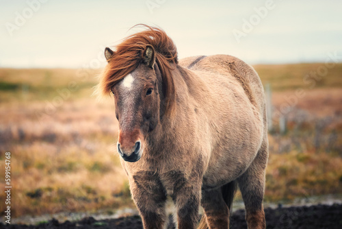 The Icelandic horse is a breed of horse developed in Iceland.