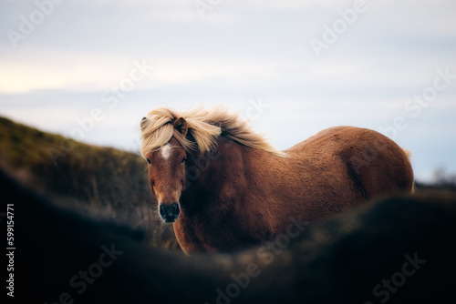 The Icelandic horse is a breed of horse developed in Iceland. photo