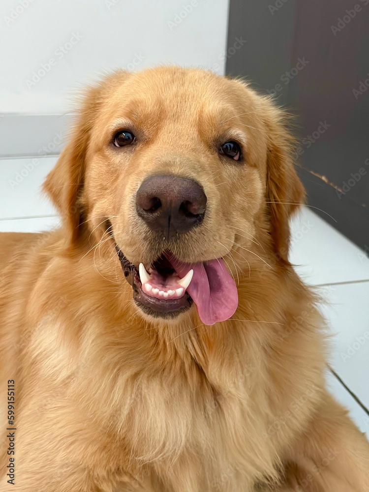 golden retriever portrait teenage dog