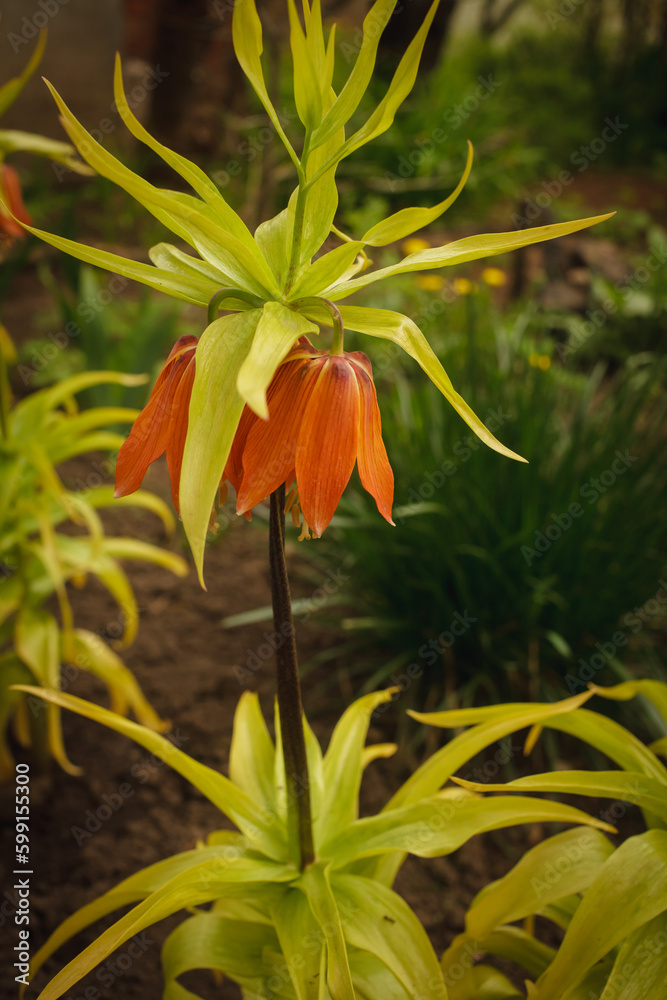 fritillaria orange, hazel grouse, lilac, bulbous fritillaria orange, hazel grouse, lilac, bulbous