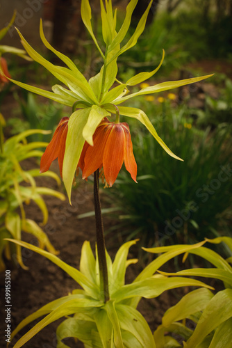 fritillaria orange, hazel grouse, lilac, bulbous
