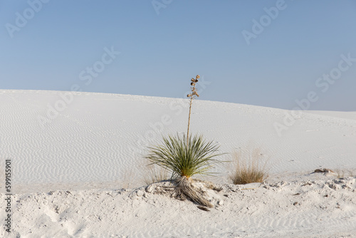 Single plant on a sand dune in White Sands National Park photo