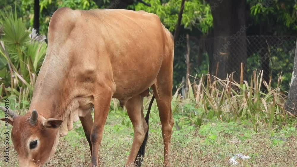 Cow eating grass - gold - Cow eating grass - gold -