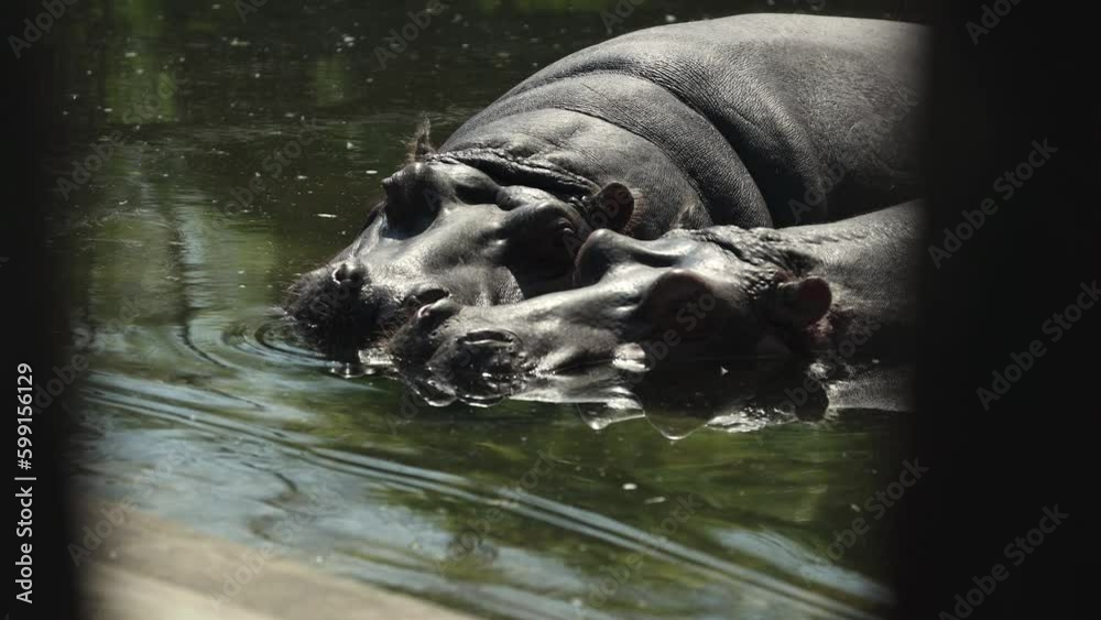 Closer view with a slower right side truck camera movement from a relaxing hippopotamus. Closer view with a slower right side truck camera movement from a relaxing hippopotamus.
