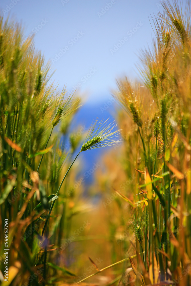 豊作の美しい麦畑