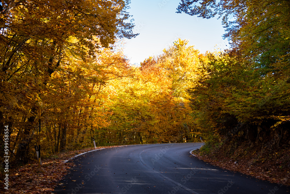 Obraz premium Autumn seasonal landscape with orange trees in a forest