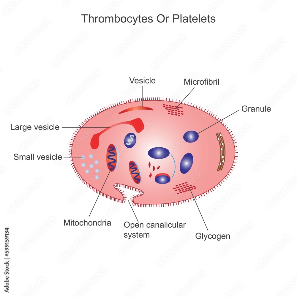 Platelets or thrombocyte.Anatomical blood circulation system scheme ...