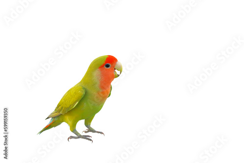 Cute of Lovebird standing isolated on transparent background png file
