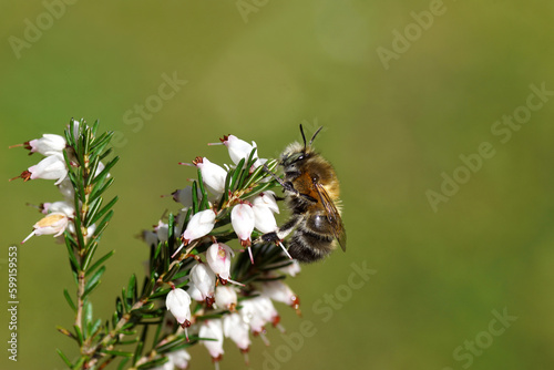 Close up hairy-footed flower bee (Anthophora plumipes) o nwhite flowers of Winter heath (Erica carnea). Dutch garden, Spring, April, Netherlands photo