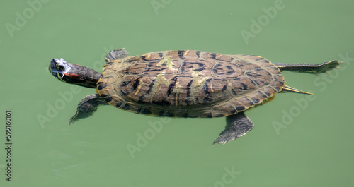 Turtle swims in the water of the lake.