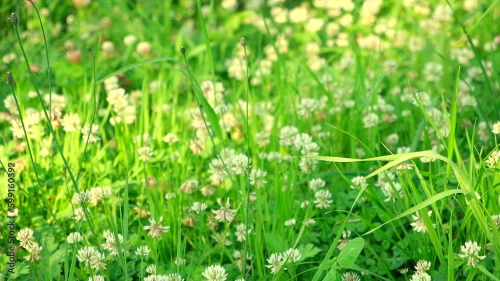 Trifolium pratense. White clover flowers in the meadow. Flowered clover and Poa annua, annual meadow green grass on the lawn in summer sunlight sunshine. Blossoming. Honey bee, Flowering trefoil field Trifolium pratense. White clover flowers in the meadow. Flowered clover and Poa annua, annual meadow green grass on the lawn in summer sunlight sunshine. Blossoming. Honey bee, Flowering trefoil field