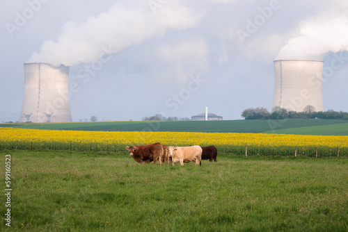 French cows in a meadow and nuclear power plant's smoky chimneys in Cattenom