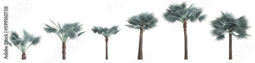 3d illustration of set palm Bismarckia Nobilis isolated on transparent background