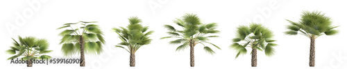 3d illustration of set Sabal palm isolated on transparent background © TrngPhp