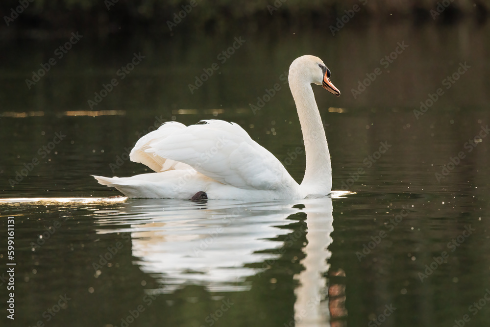 Beautiful white mute swan resting on a lake during a sunny day