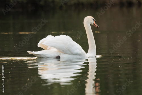 Beautiful white mute swan resting on a lake during a sunny day © jibz