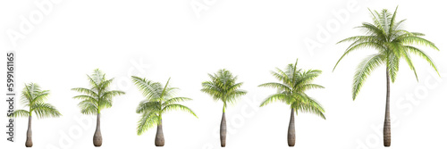 3d illustration of set Bottle Palm isolated on transparent background