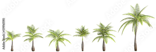 3d illustration of set Bottle Palm isolated on transparent background