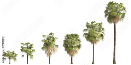 3d illustration of set Washingtonia filifera palm isolated on transparent background © TrngPhp