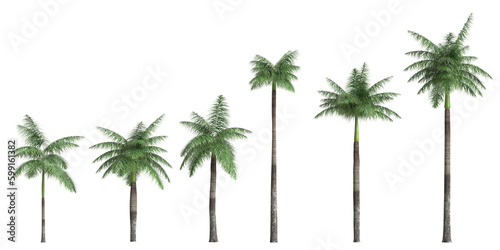 3d illustration of set foxtail palm isolated on transparent background