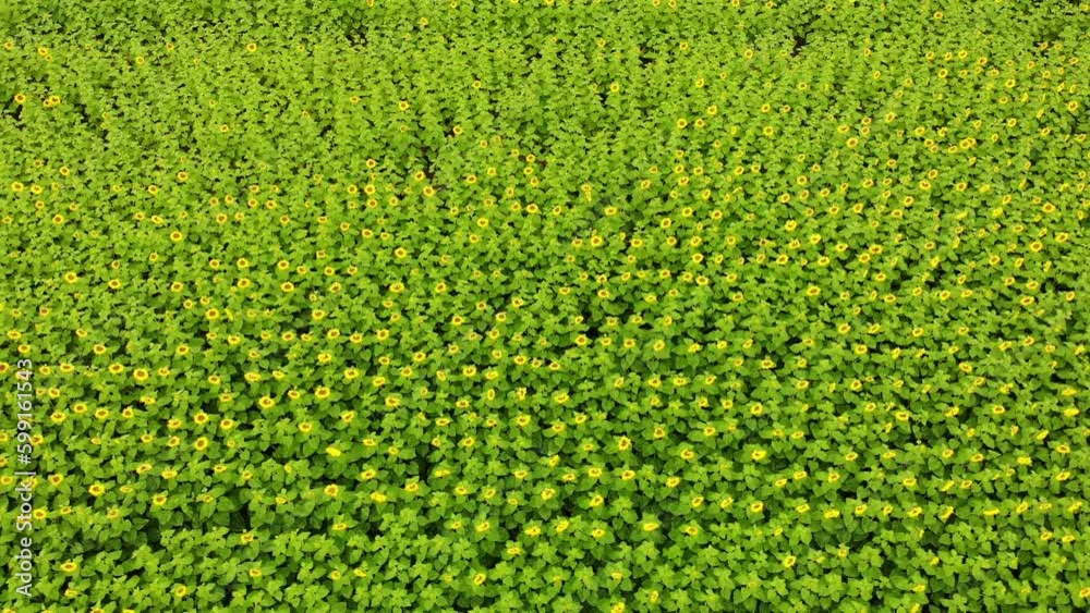Sunflowers field. Blooming yellow sunflower. Aerial view. Sunflowers field. Blooming yellow sunflower. Aerial view.
