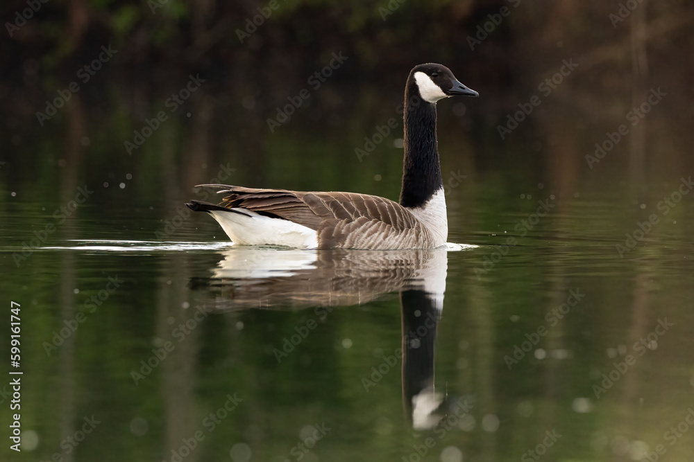 Beautiful canada goose resting on a lake during sunny day Beautiful canada goose resting on a lake during sunny day