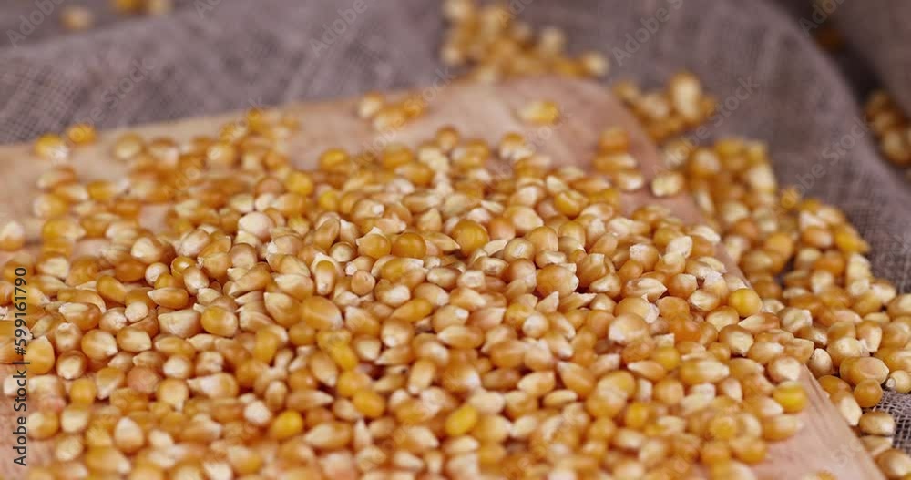 dry corn for cooking and popcorn, a sweet variety of corn that is used to make popcorn dry corn for cooking and popcorn, a sweet variety of corn that is used to make popcorn