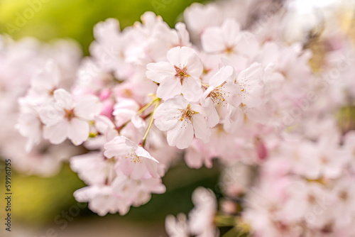 Blossoming cherry branch. Floral background. © Olga