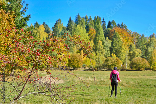 Wild rose hips in the mountains with ripe red fruits in autumn on sunny day. In a blurred background unknown woman tourist exploring nature on outdoors. Small depth of field. Selective focus.