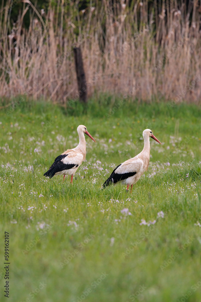 Fototapeta premium Beautiful white storks wandering in spring flower meadow