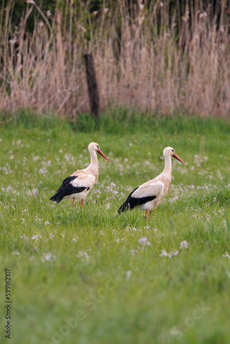 Beautiful white storks wandering in spring flower meadow